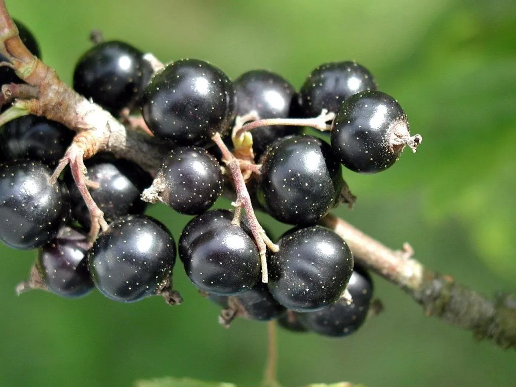 The Forbidden Fruit: Black Currant Banned in US